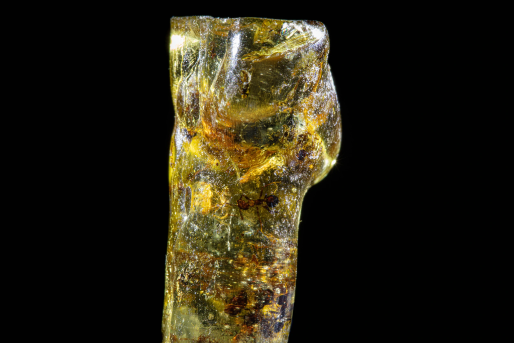 Yellow amber specimen from Dominican Republic containing a fossil ant inclusion.
